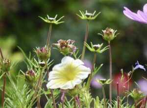 flowers